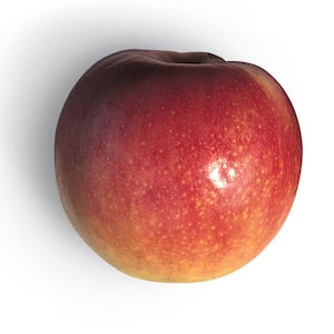 Gala Apple Malus Live Fruiting Bareroot Tree (1-Pack)