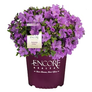 2 Gal. Autumn Lilac Azalea Shrub with Brilliant Lavender Flowers