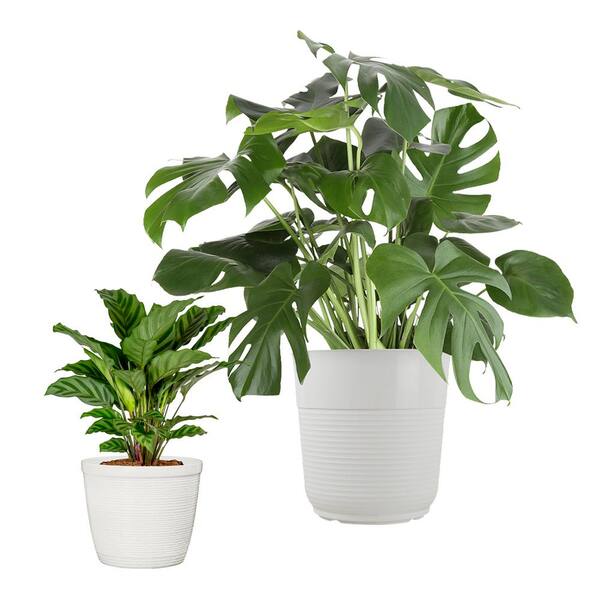 Vigoro 10 in. Monstera Swiss Cheese and 6 in. Calathea Grower's Choice