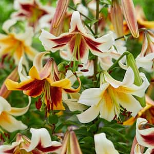 Lilies Oriental Trumpet Fragrant Beverly Dreams Blend (Set of 12 Bulbs)