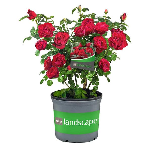 MY LANDSCAPE 2 Gal. Dancing in the Dark Rose with Red Flowers 17534 ...