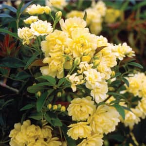 2.5 Gal. Rose Yellow Lady Banks, Live Thornless Vine Plant, Miniature Yellow Blooms