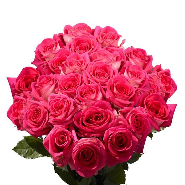 Globalrose Hot Pink with Cream Latin Breeze Roses- Fresh Flower Delivery  (150 Extra-Long Stems) 1850500058945 - The Home Depot