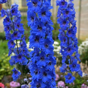4 in. Pot, Dark Blue Dark Bee Larkspur Delphinium, Deciduous Flowering Perennial Plant (1-Pack)