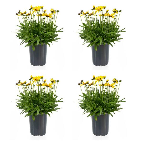 Unbranded 2.5 qt. Coreopsis G. Sunkiss Perennial Plant with Yellow and Burgundy Bicolor Flowers-(4-Pack)