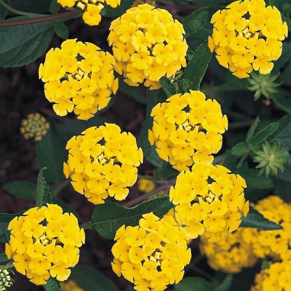 ALTMAN PLANTS #1 2.5 Qt. Yellow Lantana Plant