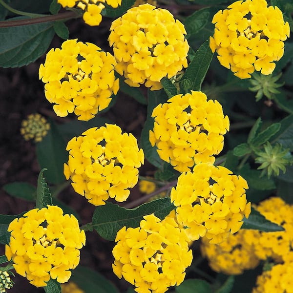 Vigoro 1.71 Pint Yellow Lantana Plant