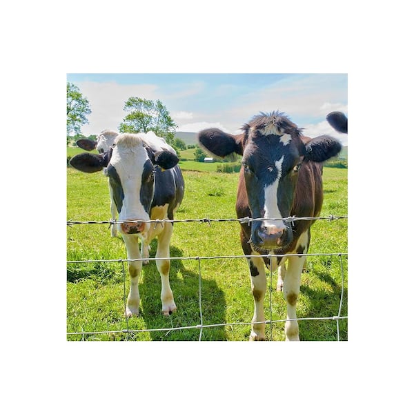 Unbranded - 4 ft. x 164 ft. 14 Gauge Galvanized Heavy Metal Wire Fence Snake Fencing Deer Fence Goat Fence