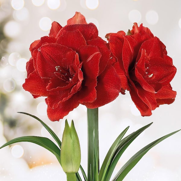 Garden State Bulb 26/28 cm Red Double Amaryllis Flower Bulb (Bag of 2)