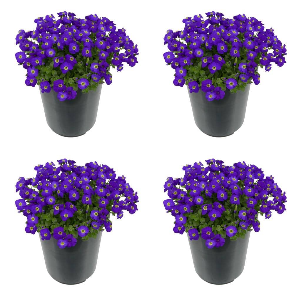 Perennial Aubrieta Purple 2.5 qt. (4-Pack)