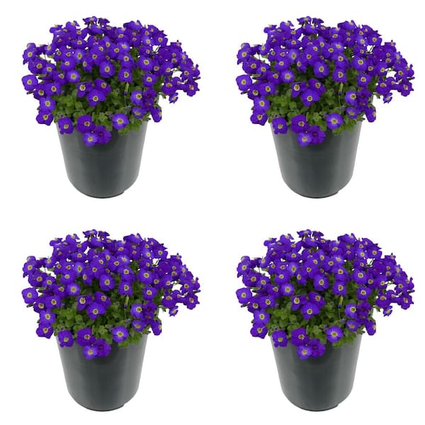 Unbranded Perennial Aubrieta Purple 2.5 qt. (4-Pack)