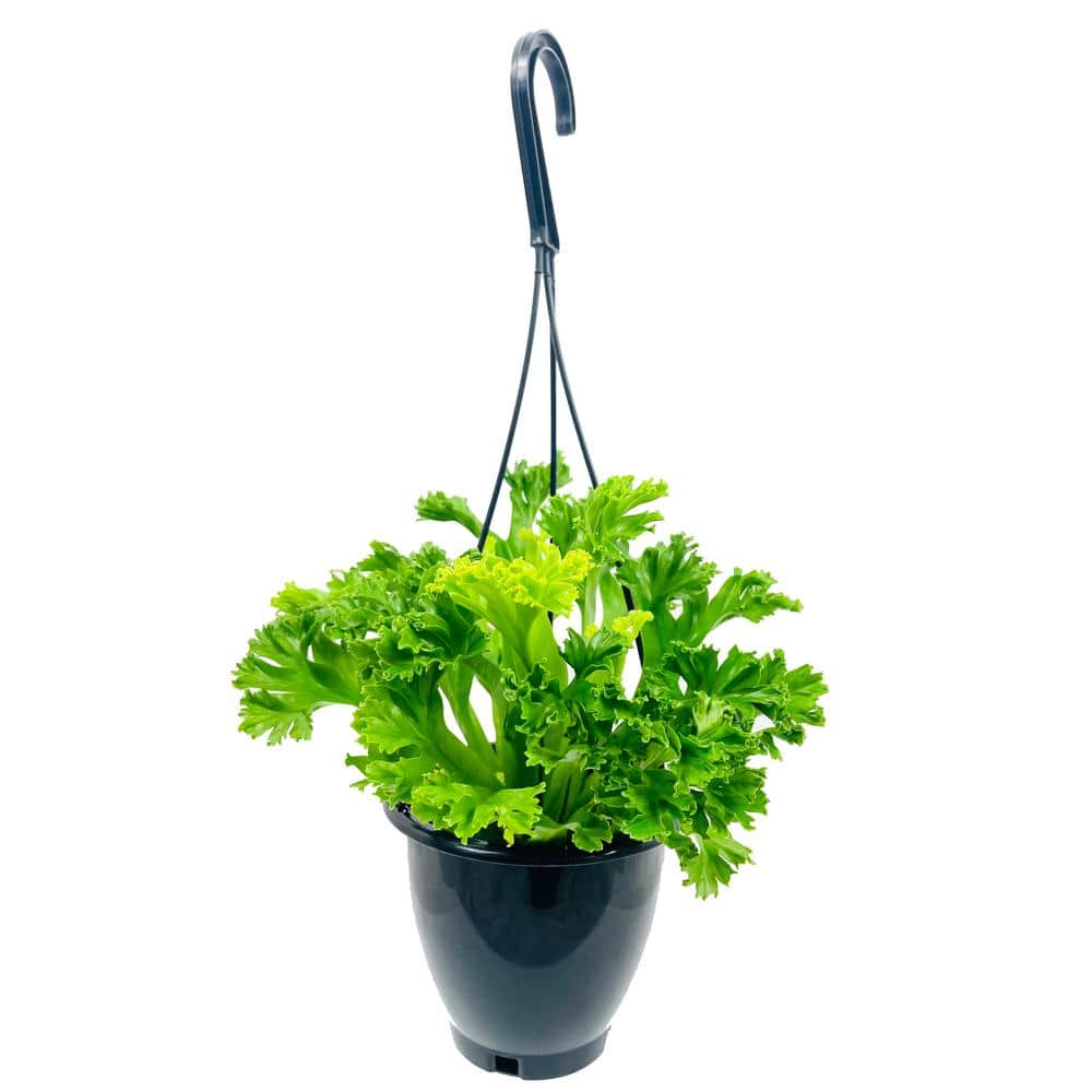 Wekiva Foliage Crested Japanese Birdsnest Fern Hanging Basket - Live Plant in a 4 in. Hanging Pot - CF-GUDD-PA9W - The Home Depot