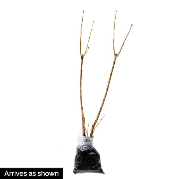 12 in. Tall to 18 in. Tall Old-Fashioned Lilac (Syringa), Live Bareroot Deciduous Shrub (1-Pack)