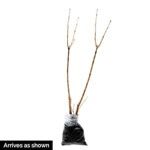 12 in. to 18 in. Tall Miss Kim Lilac (Syringa), Live Deciduous Bareroot Flowering Shrub (1-Pack)