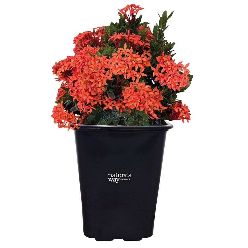Ixora Taiwanese Red Flowering Outdoor Live Shrub (12-18in Tall) in Grower Pot price history on PriceWatchPro
