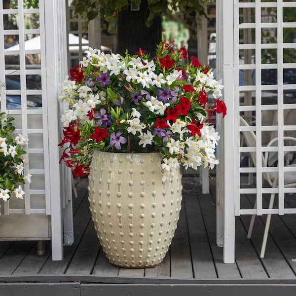 national PLANT NETWORK 1 gal. Mandevilla All American Red-White-Blue Plant  HD2624