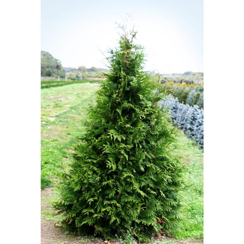 Online Orchards 1 Gal. Green Giant Arborvitae Shrub CFAR002 - The