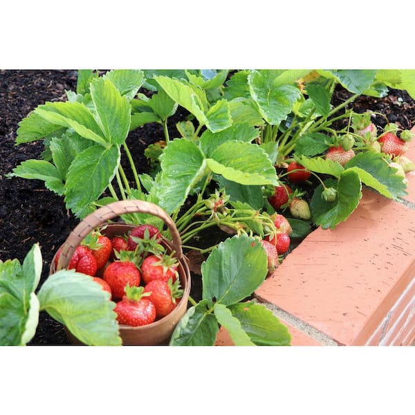 strawberryページ Burpee 1.0 PT Strawberry Fresca Plant 1013364391 - The Home Depot