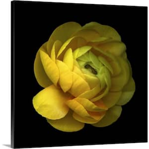 "Ranunculus Close-Up" by Magda Indigo Canvas Wall Art