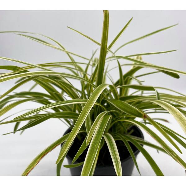 1 Gal. Variegated Liriope Grass Plant 21010 - The Home Depot