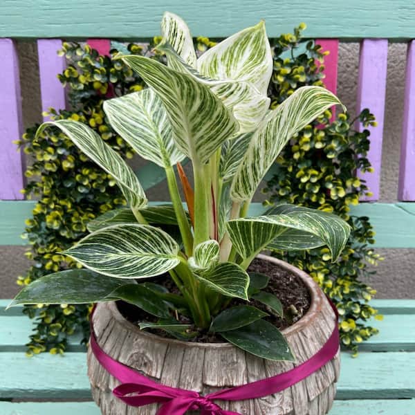 National Plant Network 4 in. Philodendron Birkin (3-Pack)