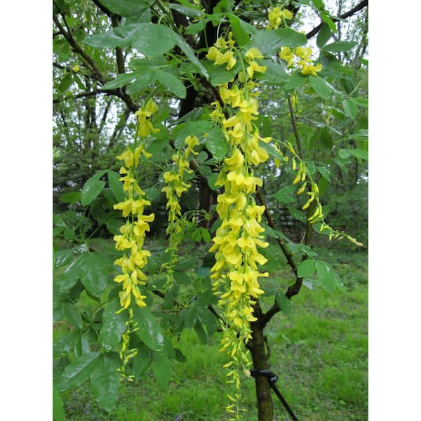 Golden Chain Tree (Bare Root, 3 ft. to 4 ft. Tall)