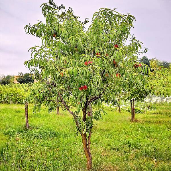 7 Gal. Flordaqueen Peach Fruit Tree PCHFLQ07G - The Home Depot