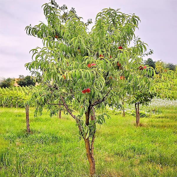 洋楽 Pollen. Peach tree. Pollen - Peach Tree - LP | eBay