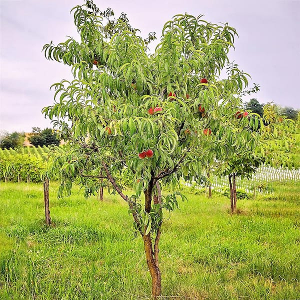 Fuji Apple Low Chill Fruit Tree APPFUG05G - The Home Depot