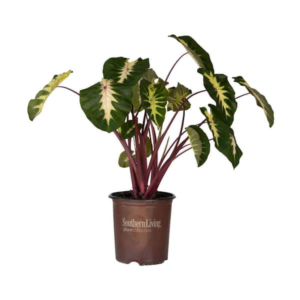 SOUTHERN LIVING 2 Gal. Royal Hawaiian 'Waikiki' Colocasia Plant (Elephant Ear) with Green, Pink and White Variegated Foliage