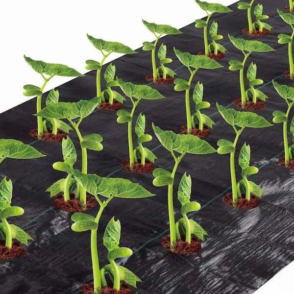 Agfabric 6 ft. x 100 ft. Easy-Plant Weed Block Mulch Weed Barrier Fabric with Planting Hole 3 in. Dia.