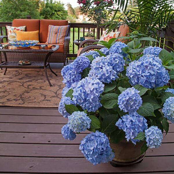 Endless Summer 1 Gal. Original Hydrangea Plant with Pink and Blue 