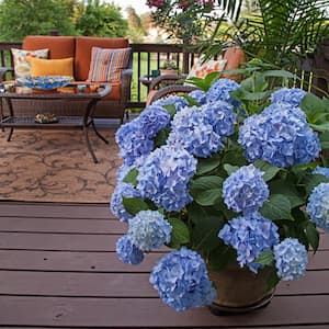 1 Gal. Original Hydrangea Plant with Pink and Blue Flowers