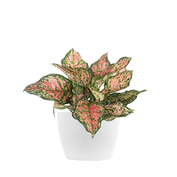 United Nursery Aglaonema Ruby Ray Live Chinese Evergreen in 6 in. Premium Sustainable Ecopots Pure White Pot