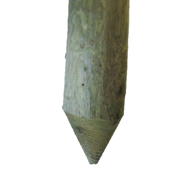 Unbranded 5 in. x 8 in. Pressure-Treated Pointed End Lodgepole