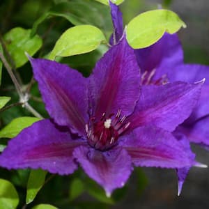 Edda Clematis Flowering Vine, Potted Perennial Starter Plant (1-Pack)