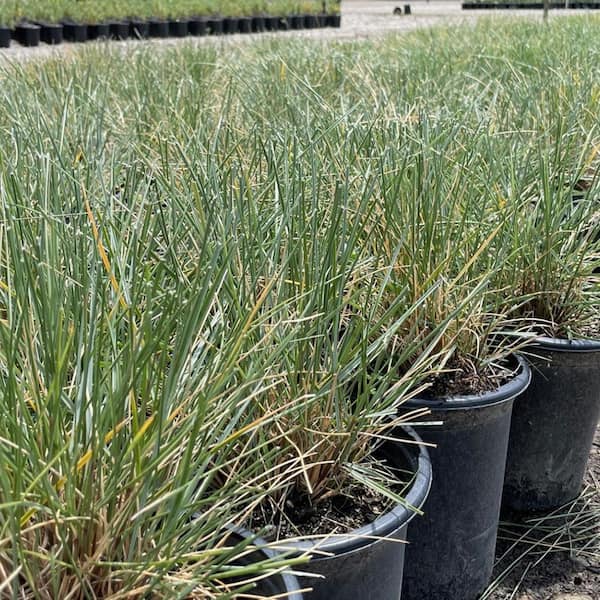 Alder & Oak #1 Container Pine Muhly Ornamental Grass (4-Pack)