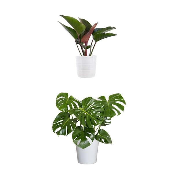 Red Congo Philodendron Tatei and Swiss Cheese Monstera Plant in 10 in. White Decor Pot Combo