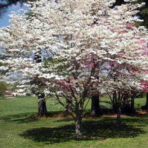 7 Gal. Super Princess Dogwood Flowering Deciduous Tree with White Flowers