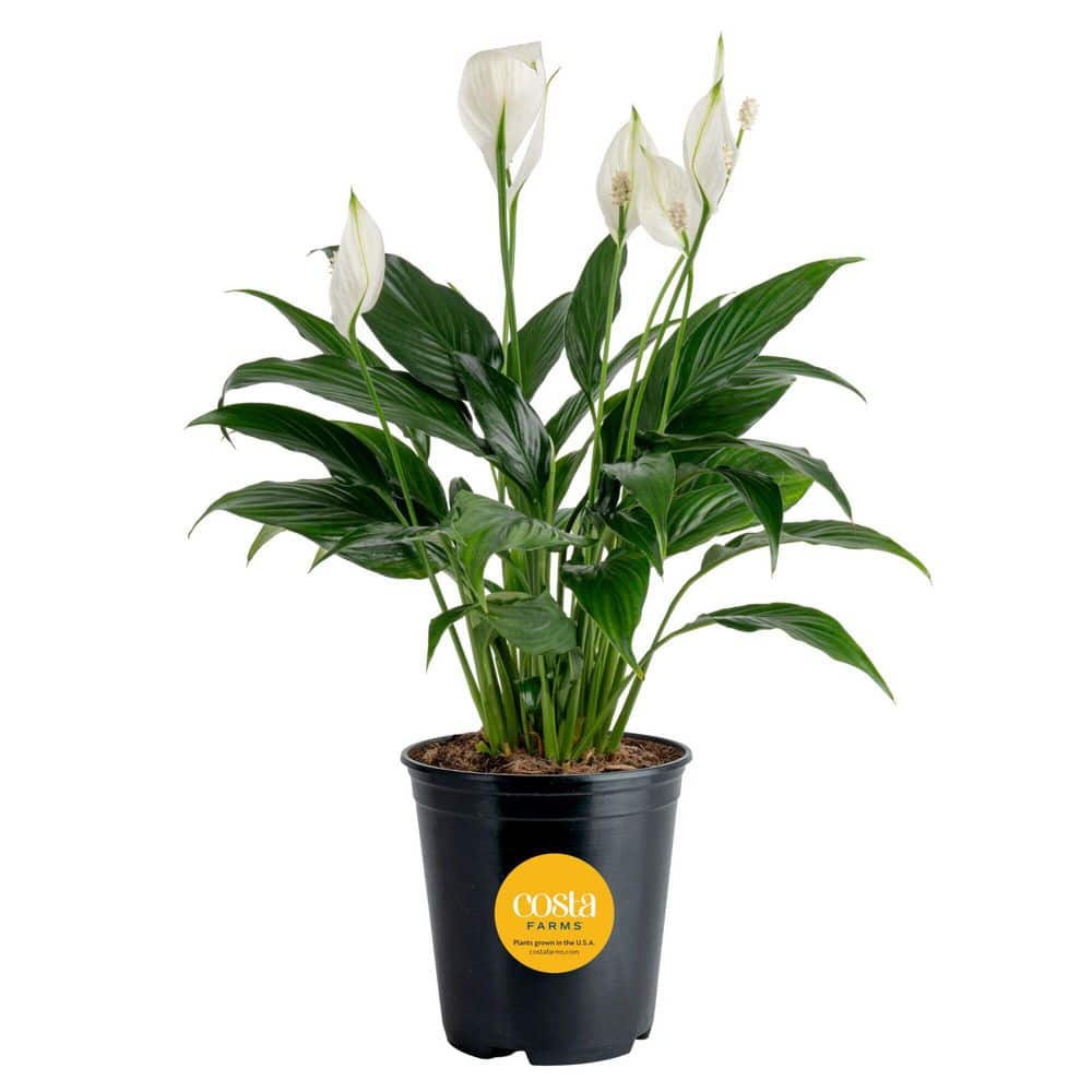 Costa Farms Spathiphyllum Peace Lily Indoor Plant in 6 in. Grower