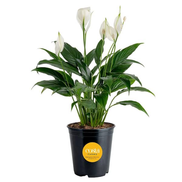 Costa Farms Spathiphyllum Peace Lily Indoor Plant in 6 in. Grower Pot, Avg.  Shipping Height 1-2 ft. Tall M-SPA-G-POT-01