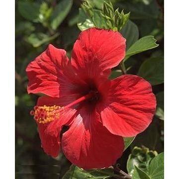 Unbranded Hibiscus Assortment
