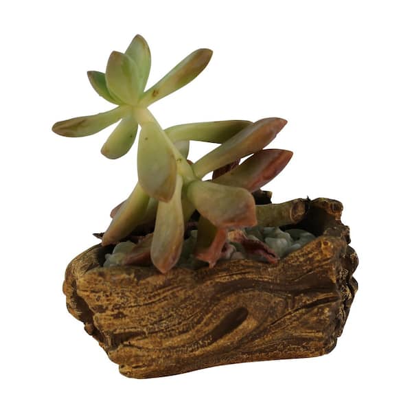 Unbranded 3.75 in. x 2.5 in. x 2 in. Driftwood Ceramic Wood Plant Pot - Unique Succulent Planter Wave Log