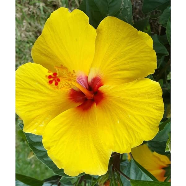 Wekiva Foliage Tequila Hibiscus Tree-Live Plant in a 10 Inch Pot-Rosa Sinensis-Standard-Beautiful and Stunning Flowering Tree
