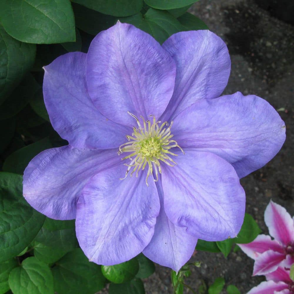 Kasugai Blue Flowering Clematis Vine Perennial Starter Plant (1-Pack) price history on PriceWatchPro