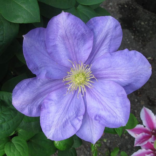 Kasugai Blue Flowering Clematis Vine Dormant Bare Root Perennial Starter Plant (1-Pack)