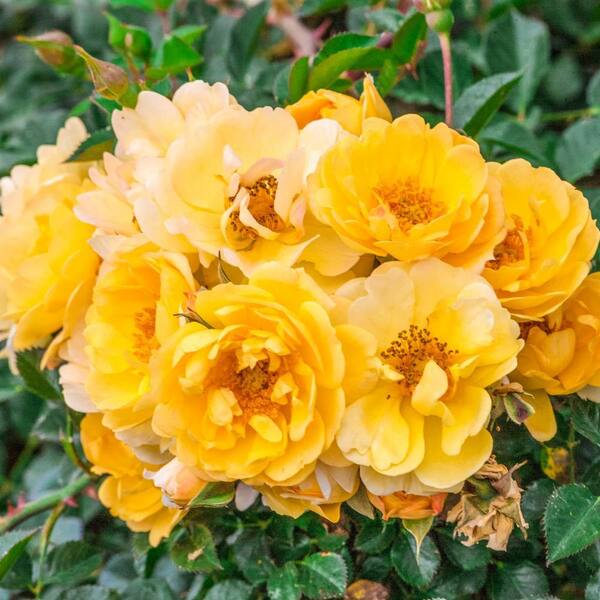 DIRECT GARDENING Sunshine Happy Trails Groundcover Rose, Dormant