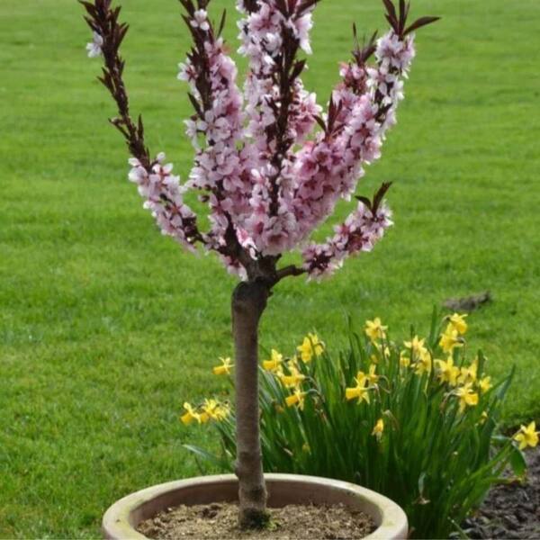 7 gal. Bonfire Peach Fruit Tree PCHBON07G - The Home Depot