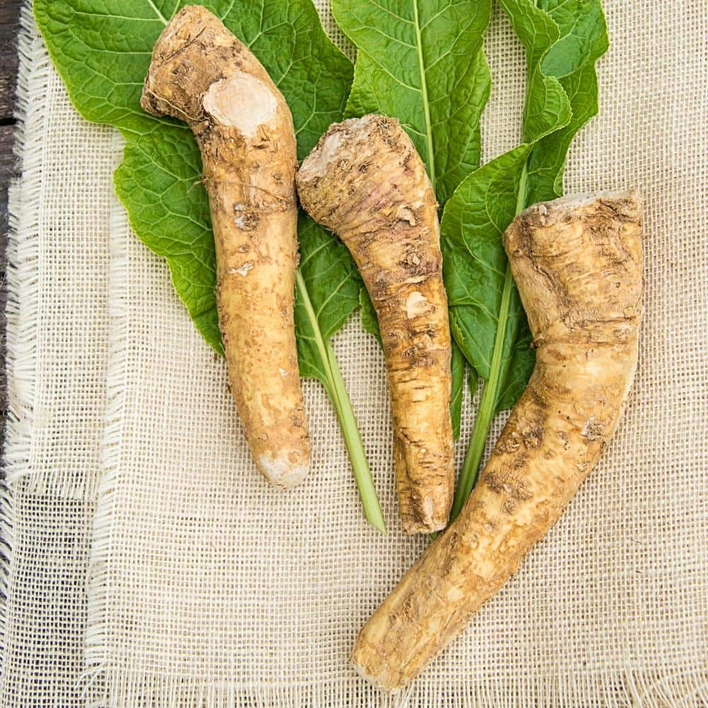 Gurney's Horseradish Hybrid Live Bareroot Vegetable Plant (1-Pack ...