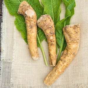 Horseradish Hybrid Live Bareroot Vegetable Plant (1-Pack)